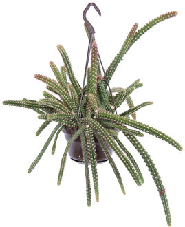 Slangencactus (Aporocactus Malisonii) - P 14 cm