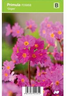 Sleutelbloem (primula rosea "Gigas") voorjaarsbloeier - 12 stuks