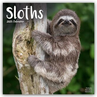 Sloths Calendar 2025 Square Animal Wall Calendar - 16 Month - Browntrout Wandkalender - Avonside Publishing Ltd