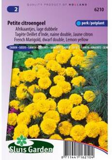 Sluis Garden Afrikaan Petite Yellow