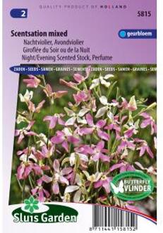 Sluis Garden Avondviolier Scentsation Mix (Matthiola)