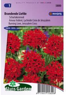 Sluis Garden Brandende Liefde Scharlakenrood (Lychnis)