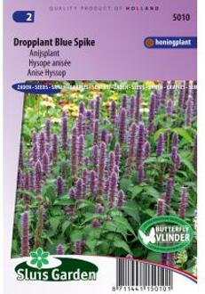 Sluis Garden Dropplant Blue Spike (Agastache foeniculum)