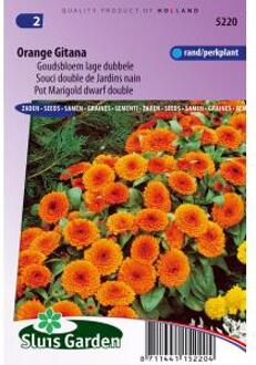 Sluis Garden Goudsbloem Orange Gitana (Calendula officinalis)