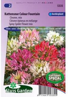 Sluis Garden Kattensnor Colour Fountain mix (Cleome)