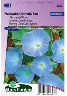 Sluis Garden Klimmende Winde Clark's Blue (Ipomoea)