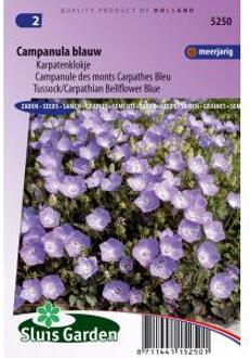 Sluis Garden Klokjesbloem Enkelbloemig Blauw (campanula)