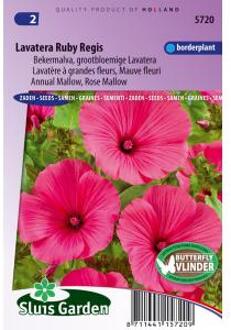 Sluis Garden Lavatera Ruby Regis (Bekermalva)