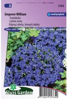 Sluis Garden Lobelia Emperor William