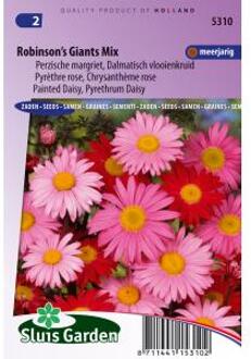 Sluis Garden Margriet Robinson's Giants Mix (Perzische margriet)