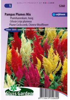 Sluis Garden Pluimhanenkam Pampas Plume Mix (Celosia)