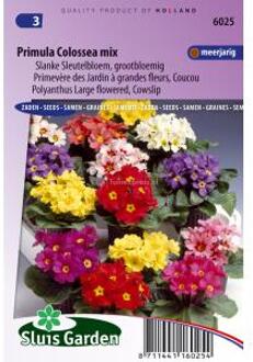 Sluis Garden Primula Colossea Mixed (Sleutelbloem)