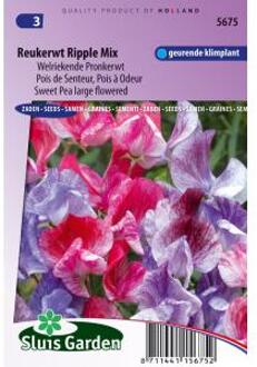 Sluis Garden Reukerwt Ripple Formula mix (Lathyrus)