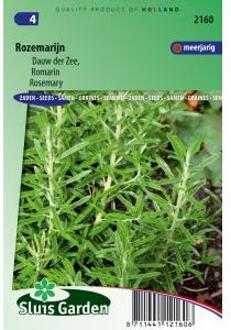 Sluis Garden Rozemarijn (Rosmarinus officinalis)