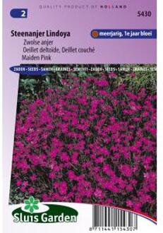 Sluis Garden Steenanjer Lindoya (Dianthus)