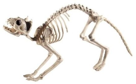 Smiffys Halloween - Kat/poes skelet halloween/horror decoratie 60 cm