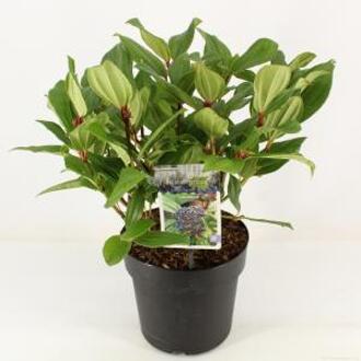 Sneeuwbal (Viburnum Davidii) heester - 30-40 cm (C4.5) - 9 stuks