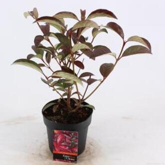 Sneeuwbal (Viburnum “Le Bois Marquis”®) heester - 25-30 cm (C2) - 6 stuks