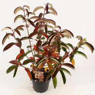 Sneeuwbal (Viburnum “Le Bois Marquis”®) heester - 40-50 cm (C4.5) - 9 stuks