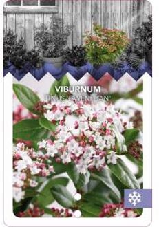 Sneeuwbal (Viburnum tinus “Gwenllian”) heester - 50-60 cm (C10) - 5 stuks