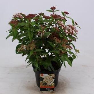 Sneeuwbal (Viburnum tinus) heester - 25-30 cm (C2) - 6 stuks