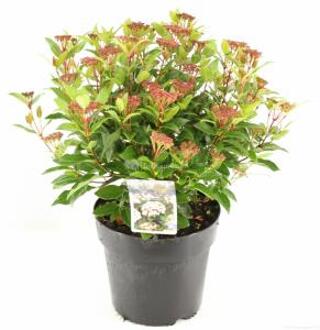 Sneeuwbal (Viburnum tinus “Ladybird”®) heester - 50-60 cm (C7) - 6 stuks