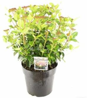 Sneeuwbal (Viburnum tinus “Lisa Rose”®) heester - 40-50 cm (C7) - 6 stuks
