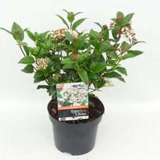 Sneeuwbal (Viburnum tinus “Lucidum”) heester - 20-25 cm (C2) - 6 stuks