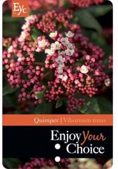 Sneeuwbal (Viburnum tinus “Quimper”) heester - 40-50 cm (C15) - 4 stuks