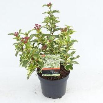 Sneeuwbal (Viburnum tinus “White Egret”) heester - 20-25 cm (C2) - 6 stuks