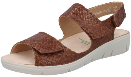 Solidus Honey Bruin - 35,5