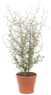 Sophora Prostrata 'Little Baby' - P 19 cm