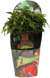 Sprookjesboom P 12 cm