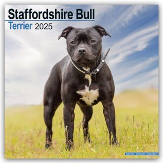 Staffordshire Bull Terrier Calendar 2025 Square Dog Breed Wall Calendar - 16 Month - Browntrout - Avonside Publishing Ltd
