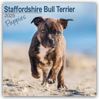 Staffordshire Bull Terrier Puppies Calendar 2025 Square Dog Puppy Breed Wall Calendar - 16 Month - - Avonside Publishing Ltd