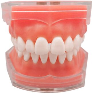 Standaard Model Met Uitneembare Tanden Studie Teach Tanden Model