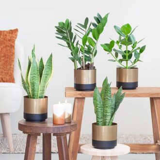 Sterke kamerplantenmix - P12 - 4 stuks