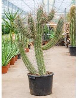 Stetsonia cactus coryne XL kamerplant
