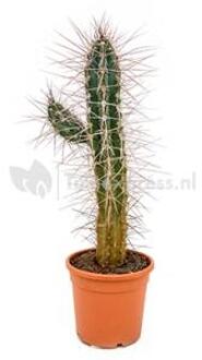 Stetsonia cactus mirabellis L kamerplant