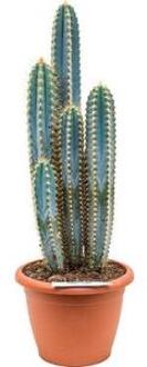 Stezonia cactus coryne S kamerplant