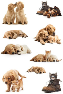 Stickers honden en katten - 27x - puppy en poezen - dieren stickers
