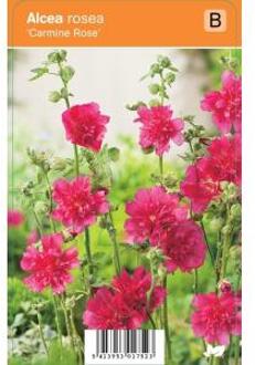 Stokroos (alcea rosea "Carmine Rose") zomerbloeier - 12 stuks