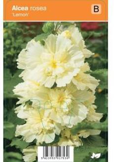 Stokroos (alcea rosea "Lemon") zomerbloeier - 12 stuks