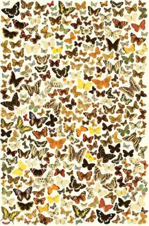 Stratier XL Spelposter - Zoek de dubbelgangers - Vlinders -  Dieter Coppens, Tom Suykens (ISBN: 9789492533753)