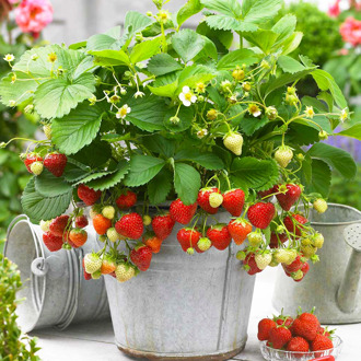 Strawberry Seeds strawberry seeds for growing in pot balcony strawberry seeds