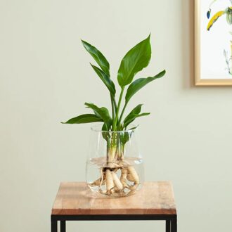 Strelitzia in Modena Vaas - DIY