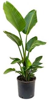 Strelitzia nicolai L kamerplant