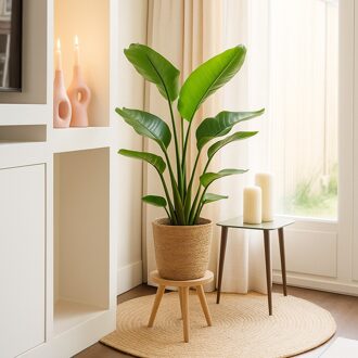 Strelitzia Nicolai (Paradijsvogelbloem) - P24