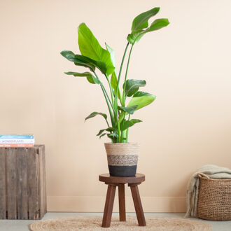 Strelitzia Nicolai - Paradijsvogelplant - inclusief Jute Lissabon Pot - Zwart - P19