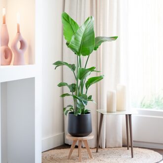 Strelitzia Nicolai - Paradijsvogelplant - P19